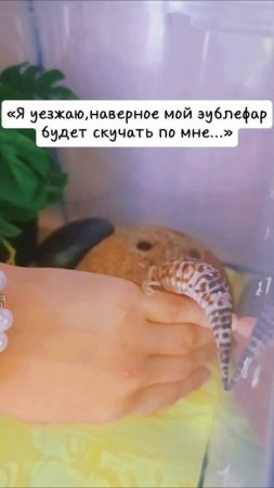 Вот такие вот дела 😁 #эублефар #животные #yapp #питомцы #жизненноевидео
