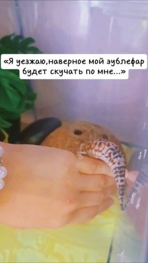 Вот такие вот дела 😁 #эублефар #животные #yapp #питомцы #жизненноевидео