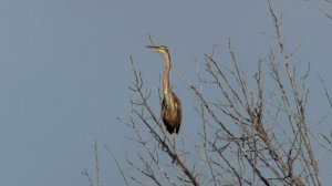 Рыжая цапля ( Ardea purpurea )