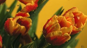 ТЮЛЬПАНЫ  ВИДЕОФОН  ДЛЯ МОНТАЖА ВИДЕО