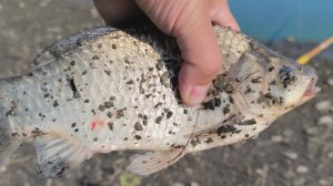 ПОЙМАЛ САЗАНА! ЛОВЛЯ КАРАСЯ НА ДОНКИ. ЛЕТНЯЯ РЫБАЛКА НА КОРМУШКИ. РЫБАЛКА 2025