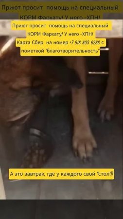 НАС100=99хвостиков+1человек!