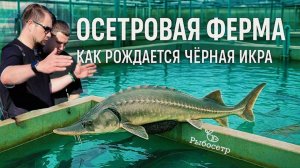 Ферма Рыбосетр в г. Волжский : производство черной икры и осетровых деликатесов