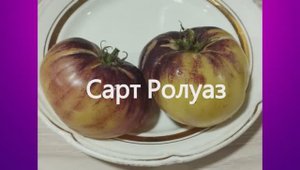 Каталог томатов 2025 г. Часть13. Проверенные сорта. г. Киров