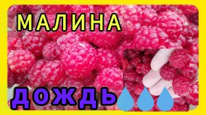 Дождь, а я малину собираю! 😅