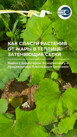 Как спасти растения от жары в теплице: затеняющие сетки НПФ «Шар» ☀️🌱