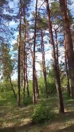 От жары - в сосновый бор. Дыши глубже!..