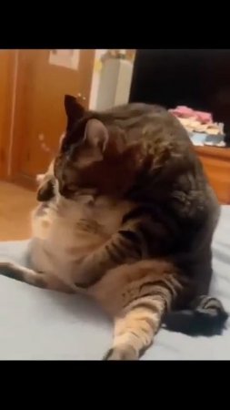 Будни толстых котов