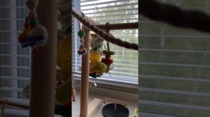 Попугайчик Рикки- забавный говорун. Ricky the parrot is a funny talker. Long play.