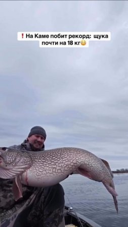 Трофейная Щука 🎣