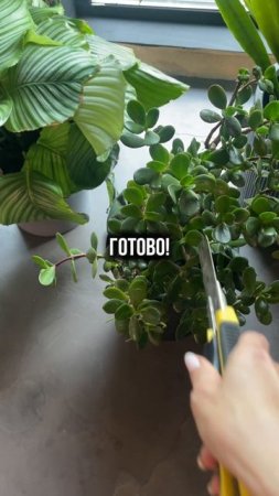 #комнатныерастения #фитодизайн #озеленение