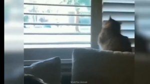 Котики игривые🤗