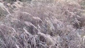 Поле камышей на ветру. Шум ветра. Релакс видео.