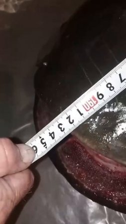 Поймали рыбу монстра