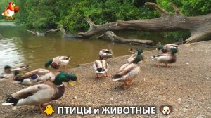 Видео про животных и птиц для души (42)