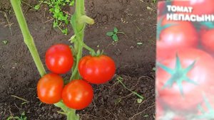 Семена томатов.