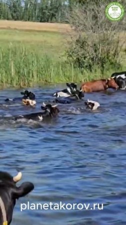 🐄💦 Коровы обожают воду! Они любят поплескаться в ней. Купание  для них настоящий релакс