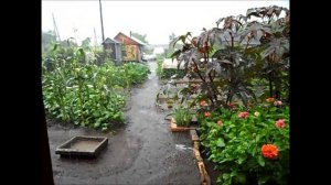 Ливень на моем участке