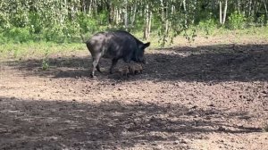 Охота на Кабана