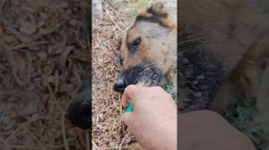 Браун заболел. Хорошо бы его в клинику поместить