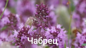 Чабрец. Почувствуйте этот аромат