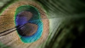 Притча Ву и новый город