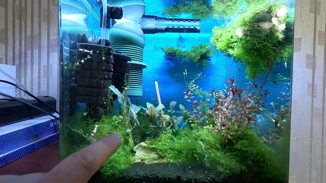 Растения красные с мхом, креветками кристалл в креветочнике содержание. смотреть онлайн