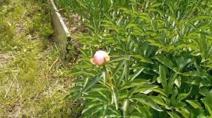 Дача в расцвете