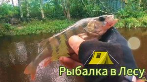 ЛЕС РЫБАЛКА ДОНКА ЛОВИТ ВСЁ