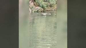 Сочи. Дендрарий. Нижний сад. Май, 2025.