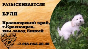 Пропала собака! БУЛЯ. Красноярский край,  г.Красноярск