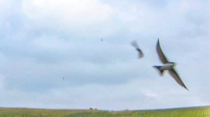 Удивительная активность домашних ласточек