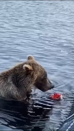 Медведь рыбак