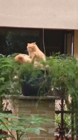 Есть культурные растения, а есть - не очень 😺