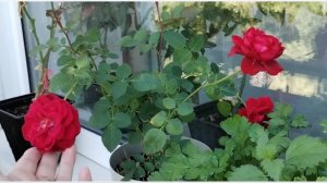 Гуляем,Читаем ,ОГОРОД НА ПОДОКОННИКЕ 🫛🍅Заготовки