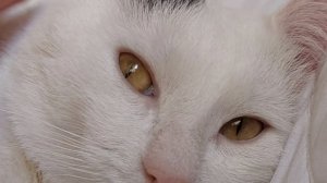 мои любимые питомцы