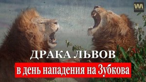 Драка львов в день нападения на Зубкова в Тайгане