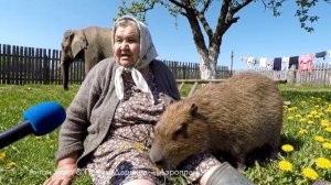ИИ бабуля клипы