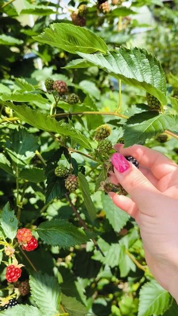 Ежевика Глория. Лучший сорт для Подмосковья.