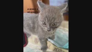 И ВОВСЕ Я НЕ БОЮСЬ... Маленький котенок осваивает окружающее пространство