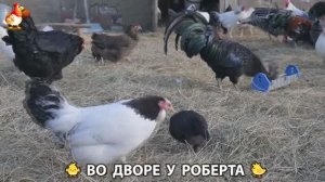 Содержание кур в домашних условиях и других птиц во дворе у Роберта 🐣🐤🦆🐔🪿🦃 (82)