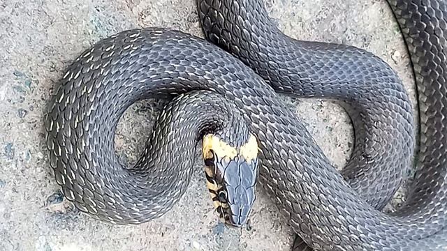 маленький ужик смотреть онлайн