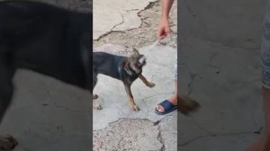 Вечерние игры на сон грядущий.
Растет Бакс. 
Зубки меняются. 
Вес уже 9,5 кг.
Был 3 кг.
Сейчас 9,5