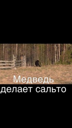 Медведь сделал сальто после попадания пули