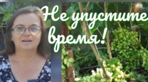 Как обрезать виноград в июле