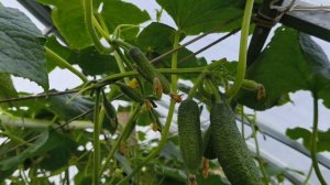 25 июля 25г. Дача, утро. Московская обл.