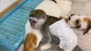 Обезьянка охраняла КОТЕНКА Помогала КОШКЕ Уснула на ней Смехопанорама