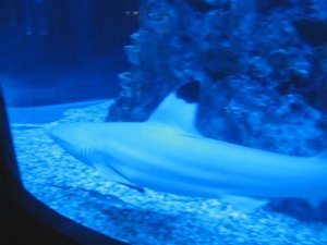 SHARK