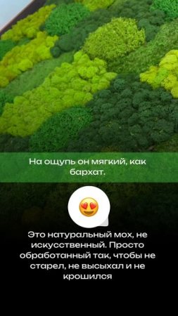Стабилизированный мох