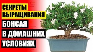 ❗ КУПИТЬ ДЕРЕВЦА БОНСАЙ 🔥